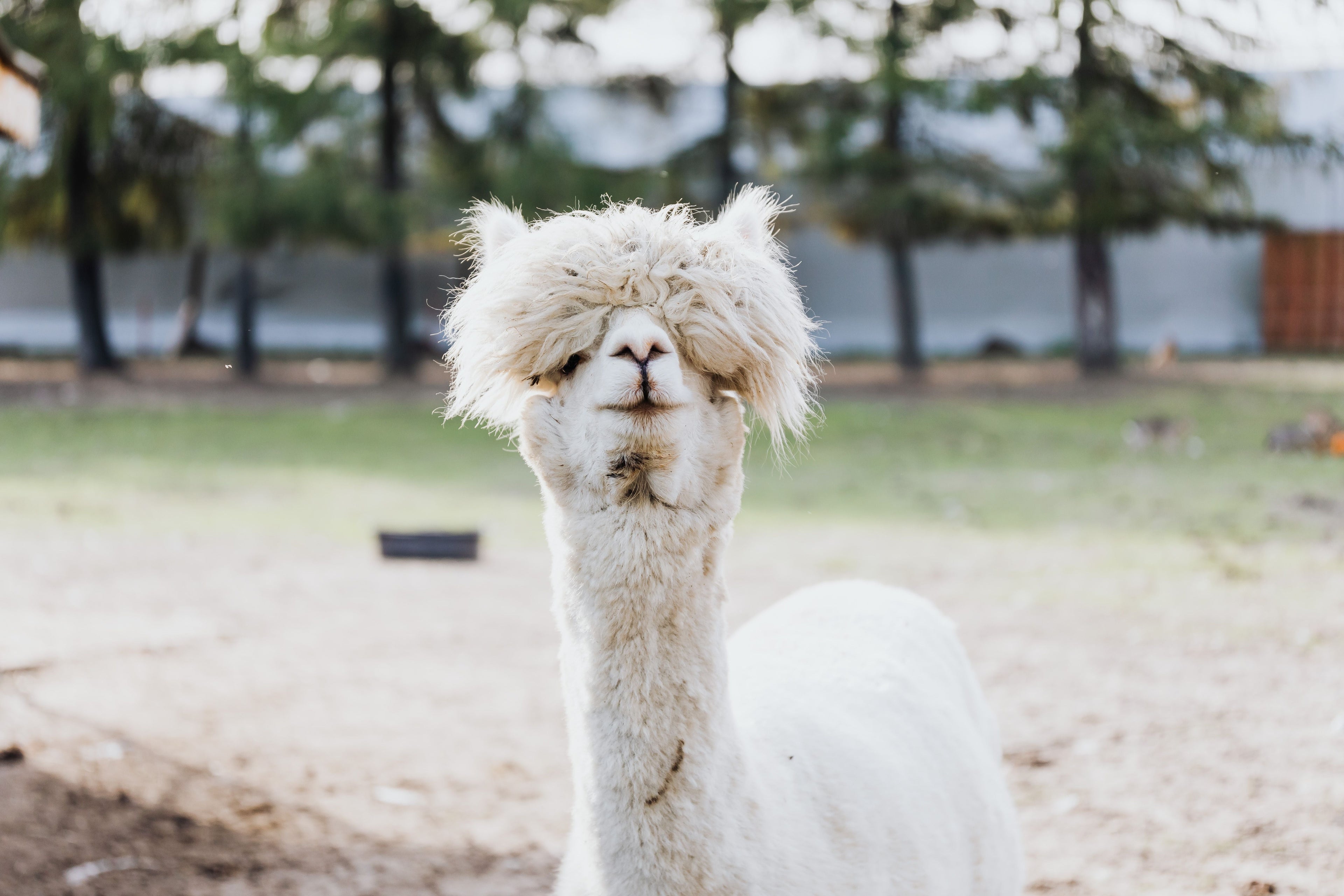 What's so special about Alpaca?