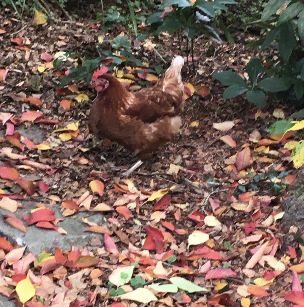 Backyard Chooks Beanie PDF