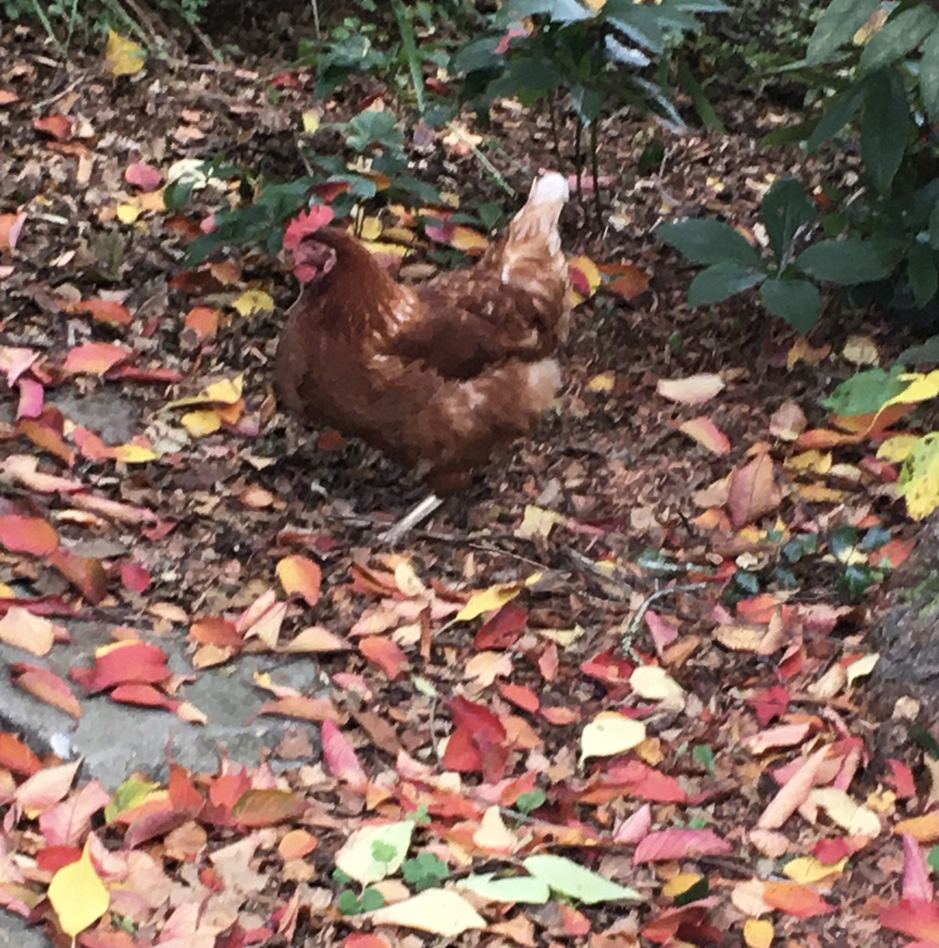 Backyard Chooks Beanie PDF
